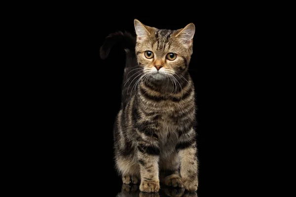 Tabby Scottish Kitten Zabawny Wygięty Ogon Wygląda Ciekawie Odizolowanym Czarnym — Zdjęcie stockowe