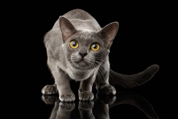Blue Burmese Kitten Crouching Looking Curious Isolated Black Background Reflection — стокове фото