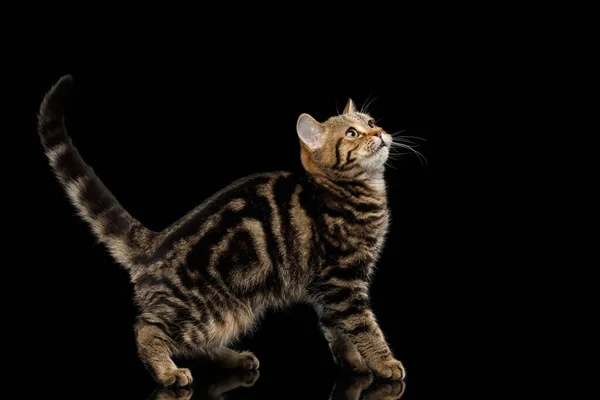 Rodowód Tabby Scottish Kitten Stojąc Obok Patrząc Górę Ciekawy Odizolowanym — Zdjęcie stockowe