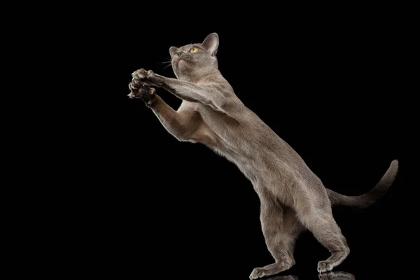 Blå Burmesiska Kattunge Sträckt Upp Isolerad Svart Bakgrund Med Reflektion — Stockfoto