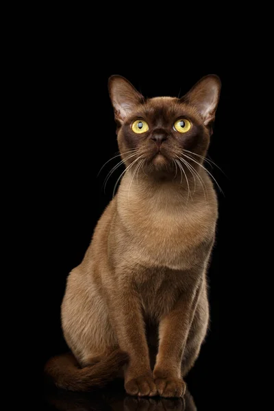 Adorable Burmese Cat Chocolate Fur Color Sits Curious Looking Isolated — Stock Photo, Image