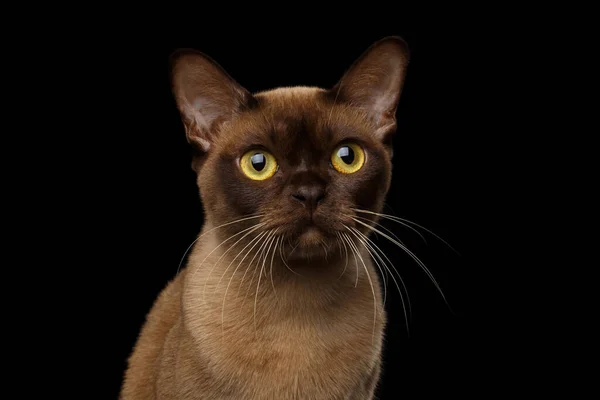 Nahaufnahme Porträt Der Braunen Burmese Cat Mit Schokolade Fellfarbe Und — Stockfoto