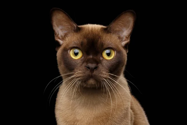 チョコレートの毛皮の色と黄色の目を持つブラウンビルマ猫のクローズアップ肖像 カメラで好奇心旺盛な探して 孤立した黒の背景に — ストック写真