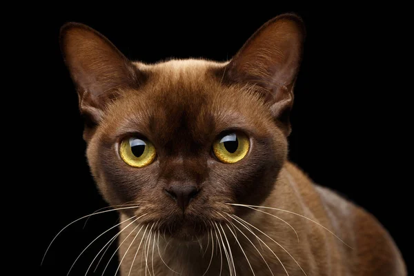 Close Portrait Brown Burmese Cat Chocolate Fur Color Yellow Eyes — Stock Photo, Image