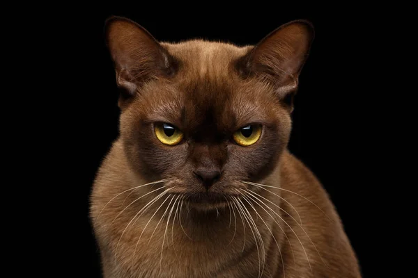 Retrato Cerca Grumpy Brown Burmese Cat Con Color Piel Chocolate —  Fotos de Stock