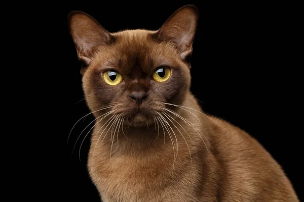 チョコレートの毛皮の色と黄色の目を持つブラウンビルマ猫のクローズアップ肖像 カメラで好奇心旺盛な探して 孤立した黒の背景に — ストック写真