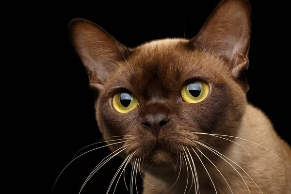 棕色缅甸猫的特写 带有巧克力毛色和黄色眼睛 好奇地看着相机 孤立的黑色背景 — 图库照片
