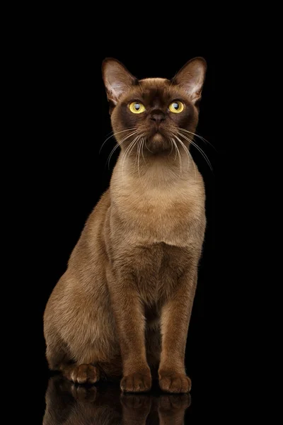 Αξιολάτρευτη Βιρμανική Γάτα Χρώμα Γούνας Σοκολάτας Κάθεται Απομονωμένο Μαύρο Φόντο — Φωτογραφία Αρχείου