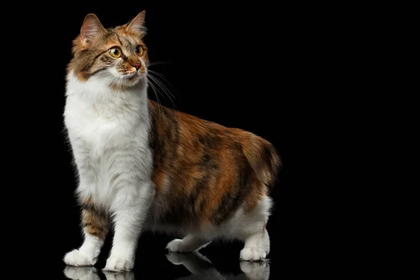 Crouch Ginger Fehér Kurilian Farkat Obtail Cat Álló Elszigetelt Fekete — Stock Fotó