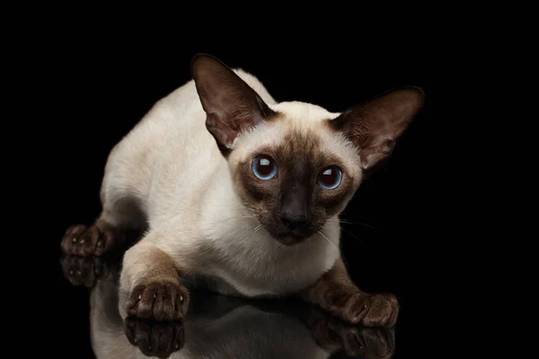 Zbliżenie Playful Cute Oriental Shorthair Kitty Ogromnymi Niebieskimi Oczami Patrząc — Zdjęcie stockowe