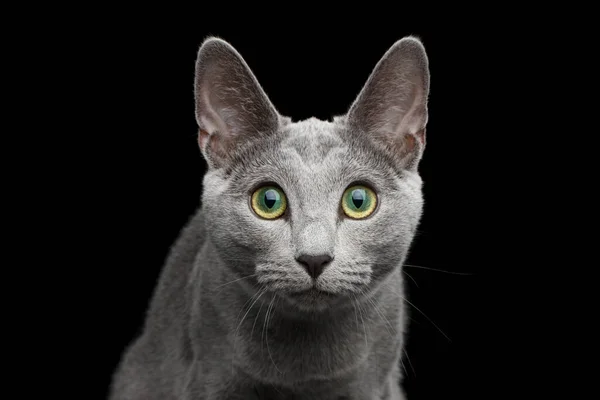 Close Retrato Gato Azul Russo Com Olhos Verdes Incríveis Cinza — Fotografia de Stock