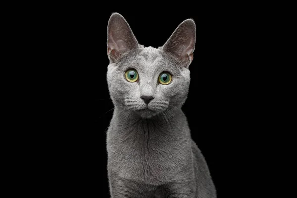 Nahaufnahme Porträt Der Russischen Blauen Katze Mit Erstaunlichen Grünen Augen — Stockfoto