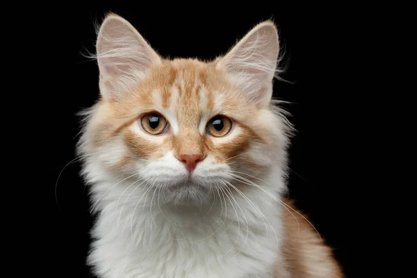 Close Portrait Red Siberian Cat Pity Looking Camera Isolated Black — Stock Photo, Image