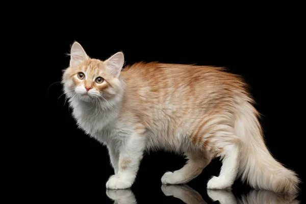 Rode Siberische Kat Staande Vragend Kijkend Camera Geïsoleerde Zwarte Achtergrond — Stockfoto