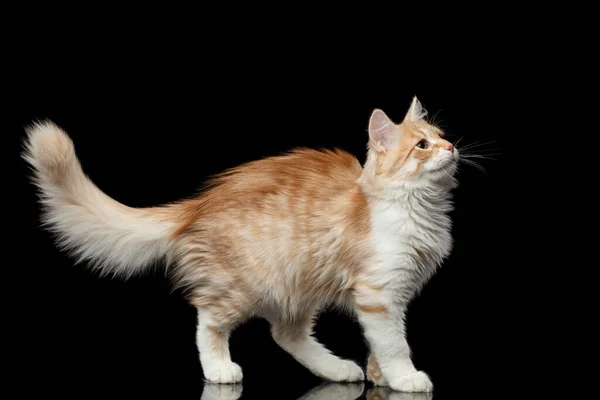 Playful Red Siberian Cat Walking Showing Furry Tail Isolated Black — Stock Photo, Image