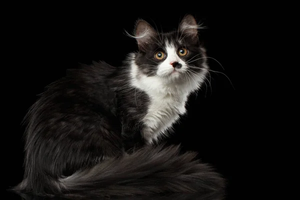 Playful Black White Siberian Cat Spot Nose Sitting Furry Tail — Stock Photo, Image