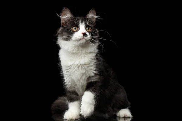 Figlarny Czarny Białym Kot Syberyjski Plamą Nosie Siedzi Odizolowanym Czarnym — Zdjęcie stockowe