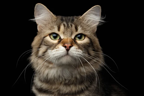 Nahaufnahme Porträt Einer Lustigen Sibirischen Katze Mit Neugierigem Gesicht Auf — Stockfoto