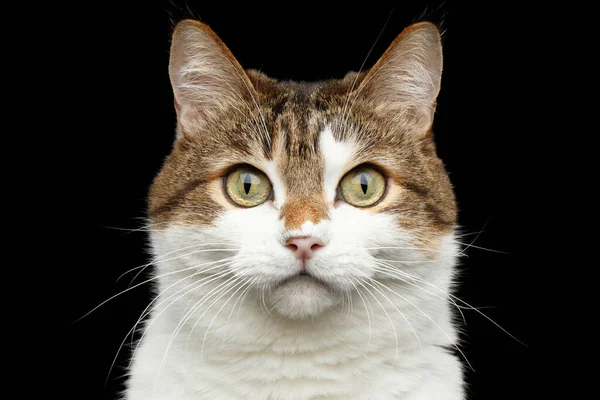 Detailní Záběr Portrét Zvědavý Legrační Tuk Kočka Bílá Srst Izolovaném — Stock fotografie