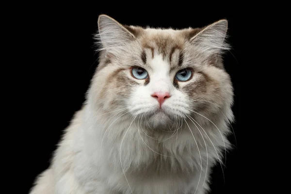 Close Portrait Grumpy Siberian Cat Blue Eyes Looking Camera Isolated — Stock Photo, Image