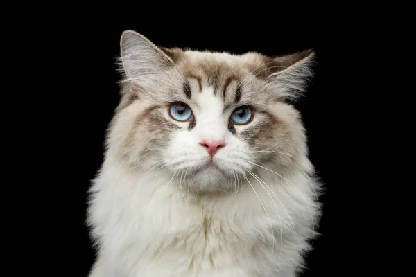 Close Portrait Funny Siberian Cat Blue Eyes Looking Camera Isolated — Stock Photo, Image