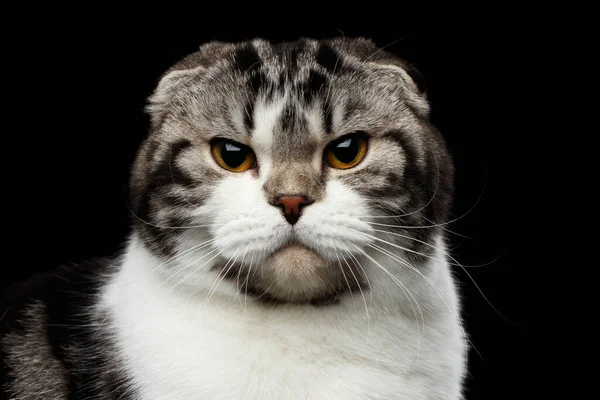 黒い背景と小さな耳と丸い頭の上で カメラを見て スコットランドの折り目の品種のでこぼこの猫のクローズアップ肖像画 — ストック写真