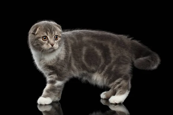 Cute Little Kitty Scottish Fold Breed Tabby Body Standing Isolated — Stock Photo, Image