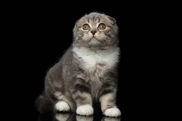 Bonito Pequeno Gatinho Escocês Dobra Raça Com Tabby Corpo Sentado — Fotografia de Stock