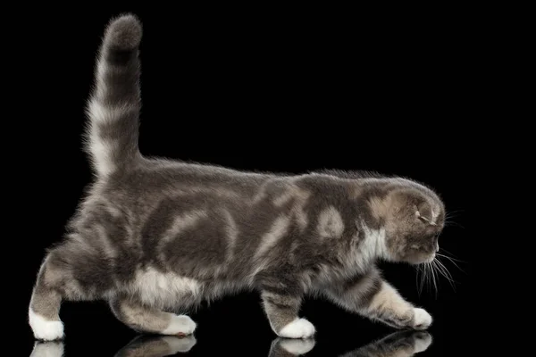 Bonito Pequeno Gatinho Escocês Dobra Raça Com Tabby Corpo Andando — Fotografia de Stock