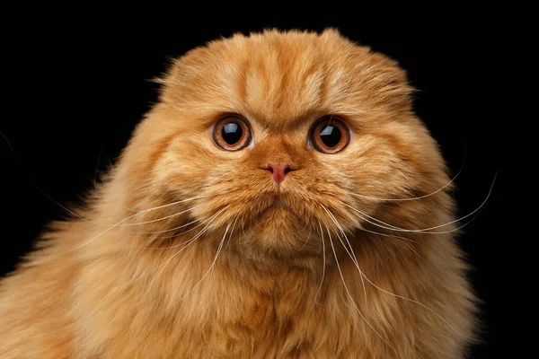 Close Retrato Peludo Vermelho Escocês Vezes Highland Raça Gato Surpresa — Fotografia de Stock