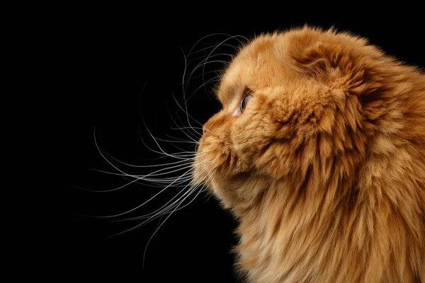 毛茸茸的红色苏格兰人褶皱猫的特写在头上 孤立的黑色背景上 — 图库照片