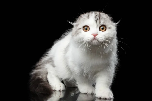 Furry White Scottish Fold Highland Breed Kitten Tabby Sneaks Curious — Stock Photo, Image