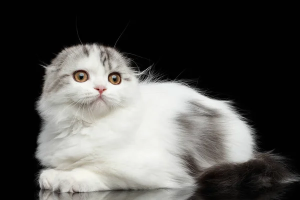 กแมวพ งสก อตส ขาวขนสก อตแลนด โกหกและอยากร อยากเห นมองข นหล าโดดเด — ภาพถ่ายสต็อก