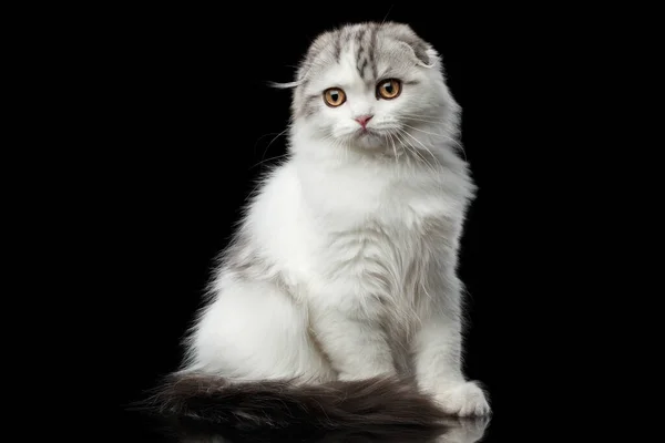 Furry White Scottish Fold Highland Breed Kitten Tabby Sitting Curious — Stock Photo, Image