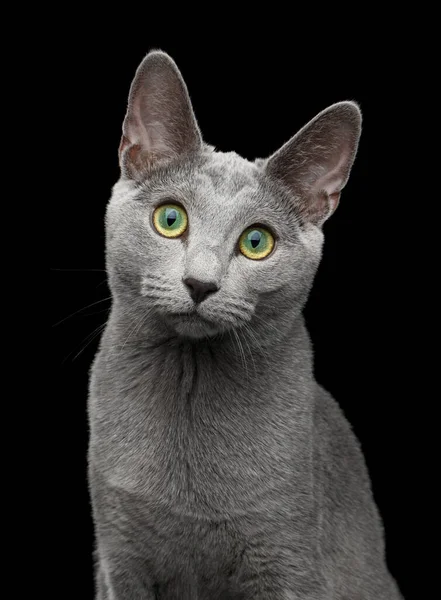 ロシアの青い猫のクローズアップポートレート素晴らしい緑の目と灰色の銀の毛皮は 隔離された黒の背景でカメラを見て ストック写真