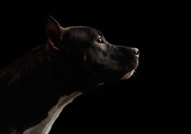 Amerikan Staffordshire Teriyer Köpeğinin portresi, Kara Arkaplanda tecrit edilmiş, profil görünümlü