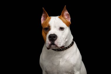 Beyaz Bakış portresi, Kızıl Amerikan Staffordshire Teriyer Köpeği ile Kara Arka plan, ön görüş izole edildi.