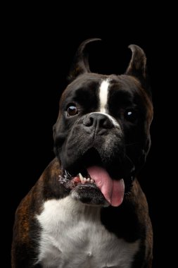 Komik Safkan Boksör Köpek Kahverengisi 'nin yakın plan portresi Beyaz Kürklü Şaşılacak Bakış ve Kara Arkaplan' da izole edilmiş bir dilden diğerine sarkıtılmış