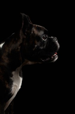 Safkan Boksör Köpek Kahverengisi 'nin Beyaz Kürk Renkli Portresi Profil görünümünde Siyah Arkaplanda İzole Edildi