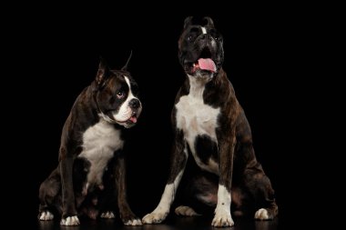 Beyaz Kürk Renkli İki Safkan Boksör Köpeği Kahverengisi Siyah Arkaplanda Tek Başına Oturuyor