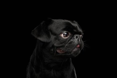 Portrait of Petit Brabanson Dog Looking at side on isolated black background, profile view clipart