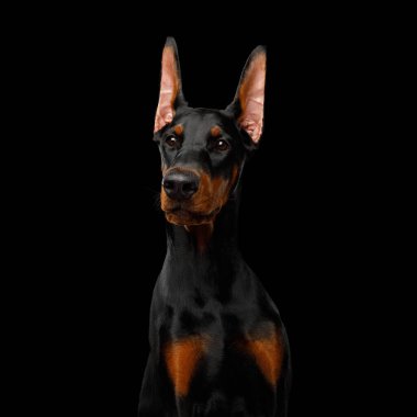 Doberman safkan köpeğinin ciddi portresi, ölüm ilanı beklemesi, izole edilmiş siyah arka plan.