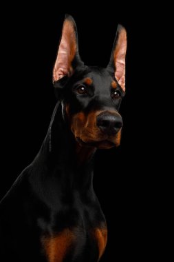 Doberman safkan köpeğinin ciddi portresi, ölüm ilanı, izole edilmiş siyah arka plan.