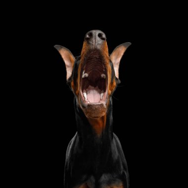 Doberman Dog 'un komik portresi. Açık ağızlı. Kameraya yemek soruyor.