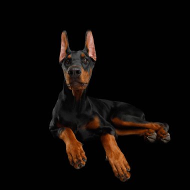 Tapılası Doberman Köpeği, Ölüm Meleği Pençeleri ile yalan ve bakıyor, izole siyah arka plan, ön manzara
