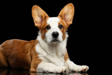 Beyaz Galli Corgi Cardigan Köpeğiyle kırmızı. Tatlı yüzüyle uzanmış. Yansıma ve yan görüş ile izole edilmiş Siyah Arkaplan 'a bakıyor.