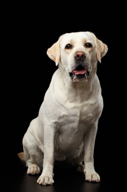 Güzel bej renkli Labrador Retriever köpeği izole edilmiş siyah arka planın önünde oturuyor.