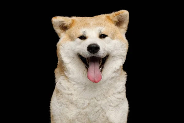 Close Portrait Happy Akita Inu Dog Smiling Isolated Black Background — Stock Photo, Image