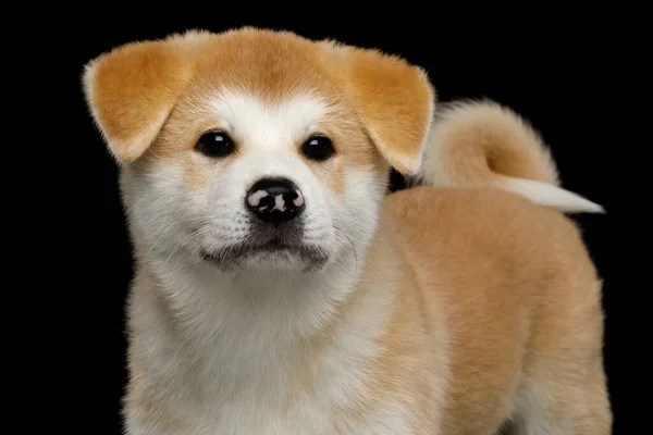 Close Young Akita Inu Puppy Isolated Black Background Front View — Stock Photo, Image