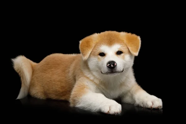 Cute Akita Inu Puppy Lying Isolated Black Background Front View — 스톡 사진